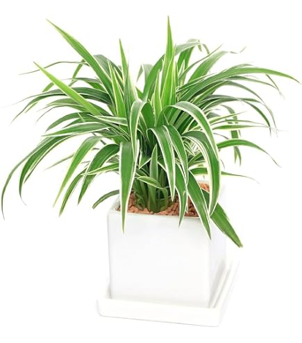 Amazon｜《一時非表示》（観葉植物）オリヅルラン 吊り鉢タイプ 5～6